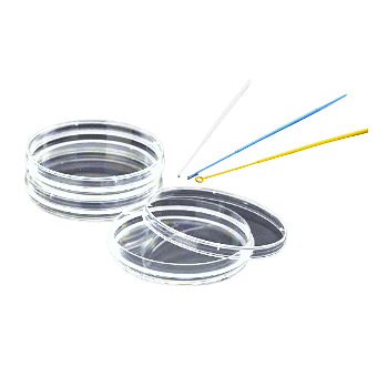 Bacterial Culture